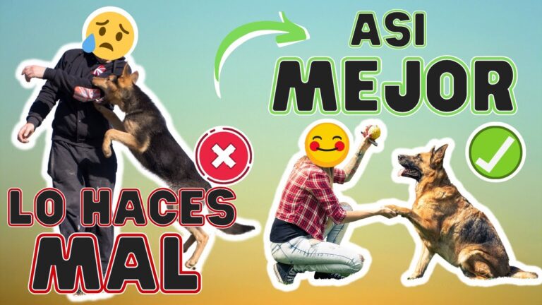 Gato 7 como reducir el comportamiento territorial con juegos de socializacion