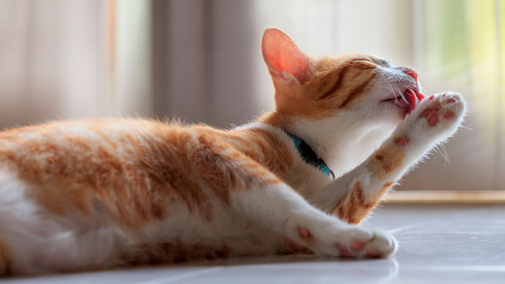 como reducir el estres en gatos que han perdido a un companero