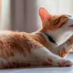 como reducir el estres en gatos que han perdido a un companero