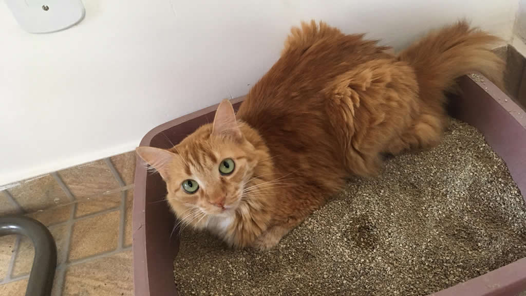 como reducir el estres en gatos que no usan la caja de arena