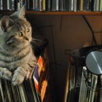 Cómo Usar la Música para Mejorar el Entrenamiento Positivo en Felinos 6 como usar la musica para mejorar el entrenamiento positivo en felinos