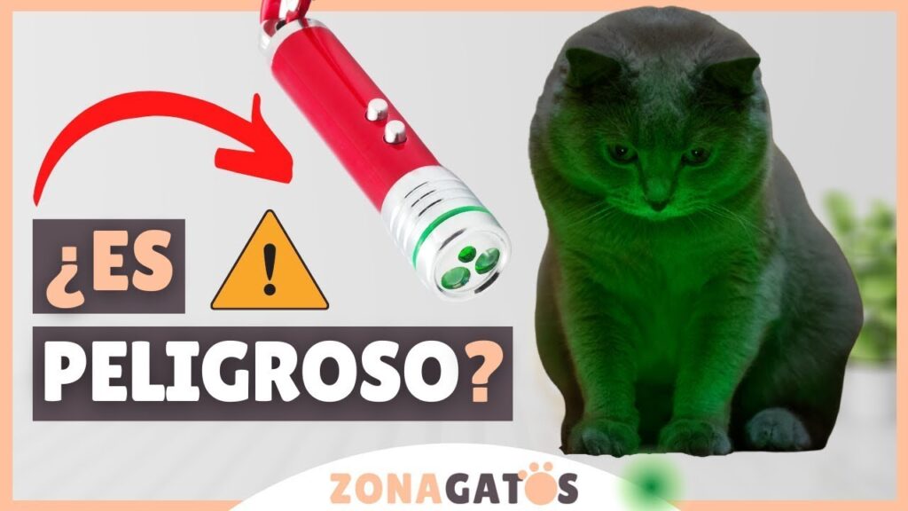como usar luces laser para ensenar a tu gato a seguir indicaciones