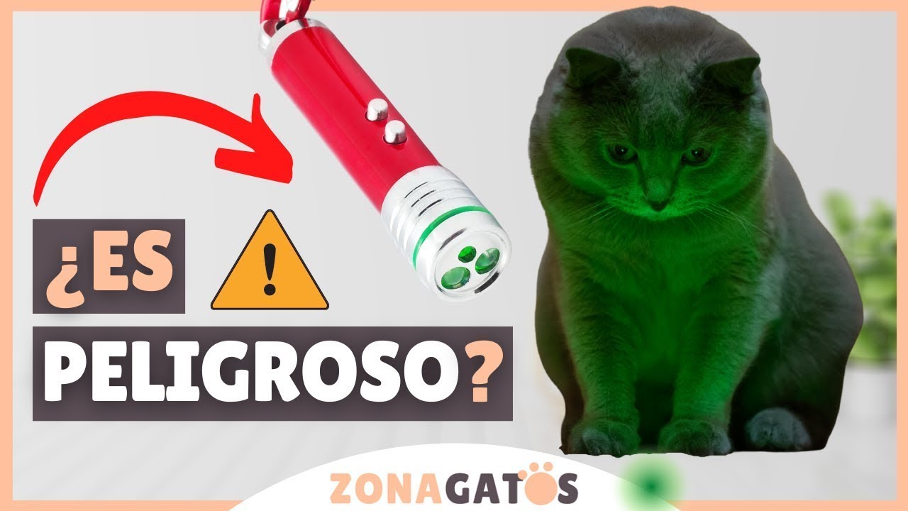 como usar luces laser para ensenar a tu gato a seguir indicaciones