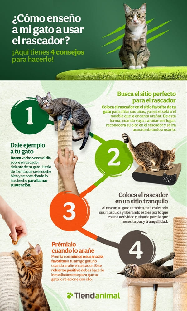 como usar premios y juguetes en el entrenamiento de gatos 1
