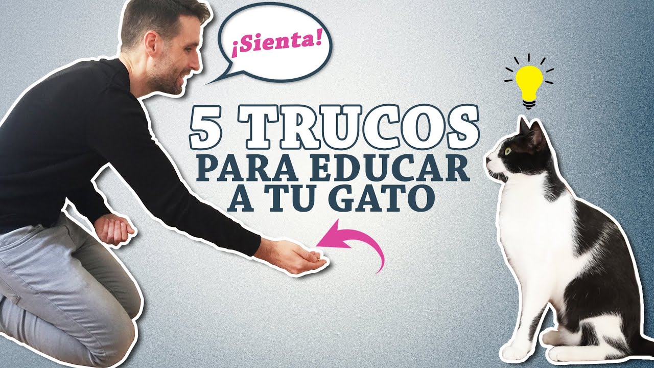 como usar senales de mano para entrenar a tu gato 1
