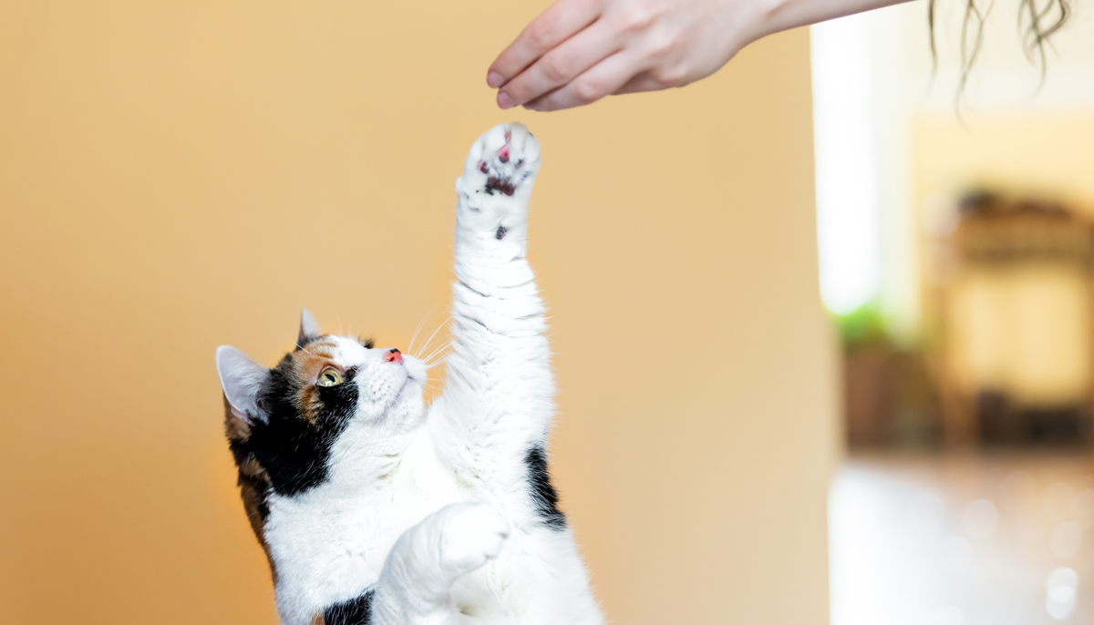 consejos para entrenar a gatos desobedientes con refuerzo positivo