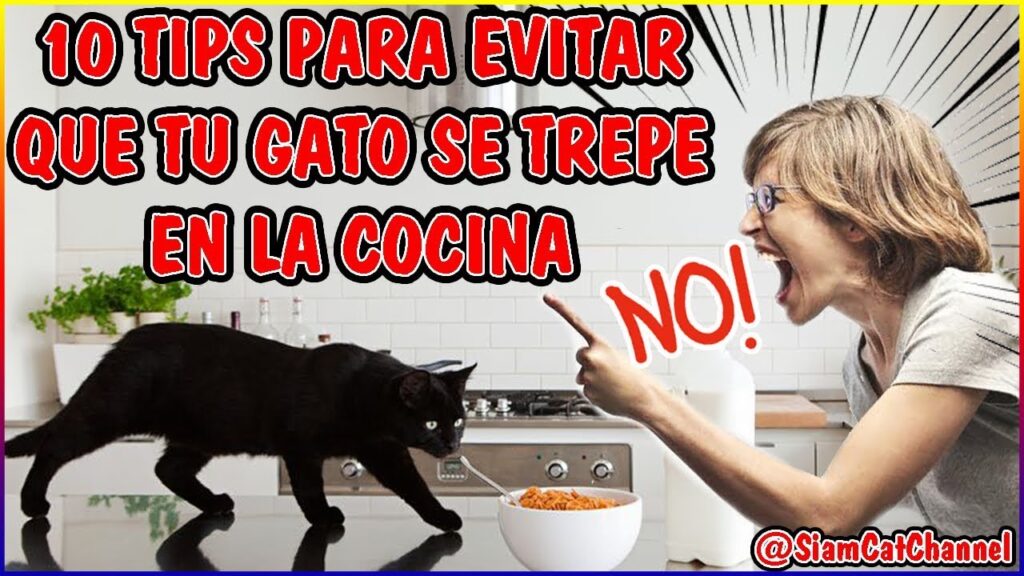 consejos para entrenar a tu gato a no pedir comida en la mesa