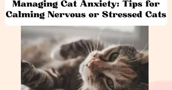 consejos para reducir la ansiedad en gatos con visitas frecuentes