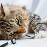 el impacto de la musica relajante en el exito del aprendizaje felino 1