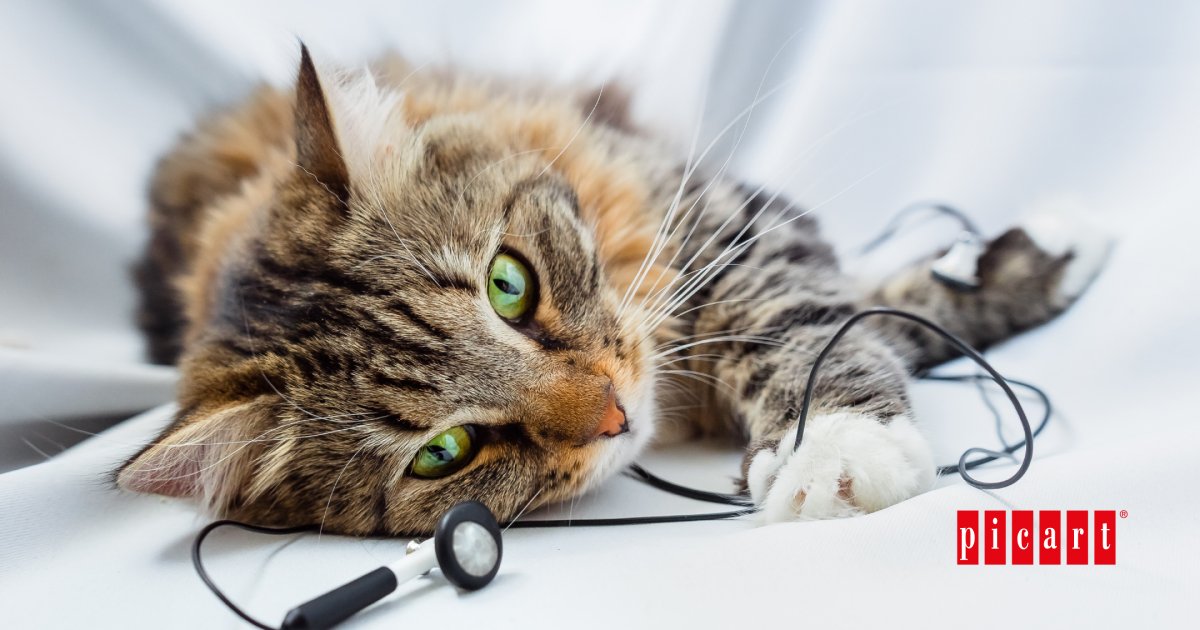 Gato 2 el impacto de la musica relajante en el exito del aprendizaje felino 1