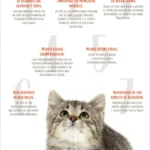 el impacto de las rutinas constantes en el bienestar felino