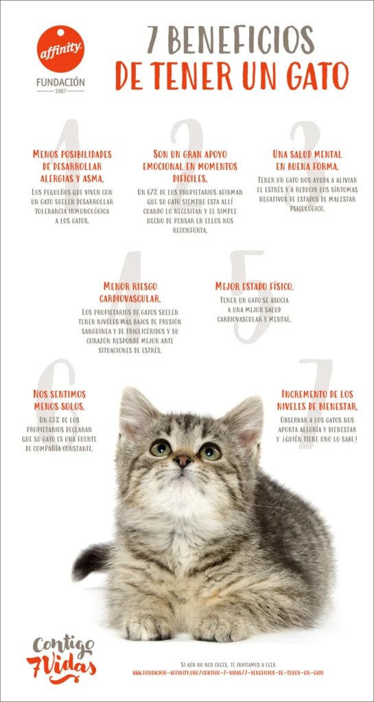 el impacto de las rutinas constantes en el bienestar felino