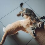 el impacto de las rutinas previsibles en el bienestar felino