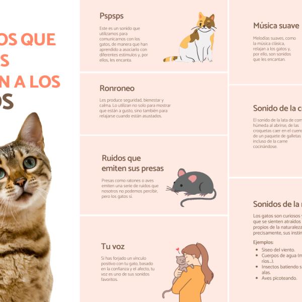 El impacto de los tonos de voz en el adiestramiento felino