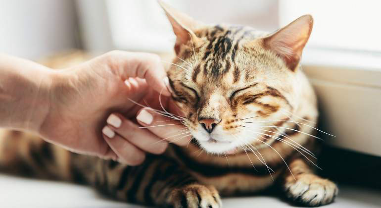 el impacto de un ambiente positivo en la socializacion de gatos