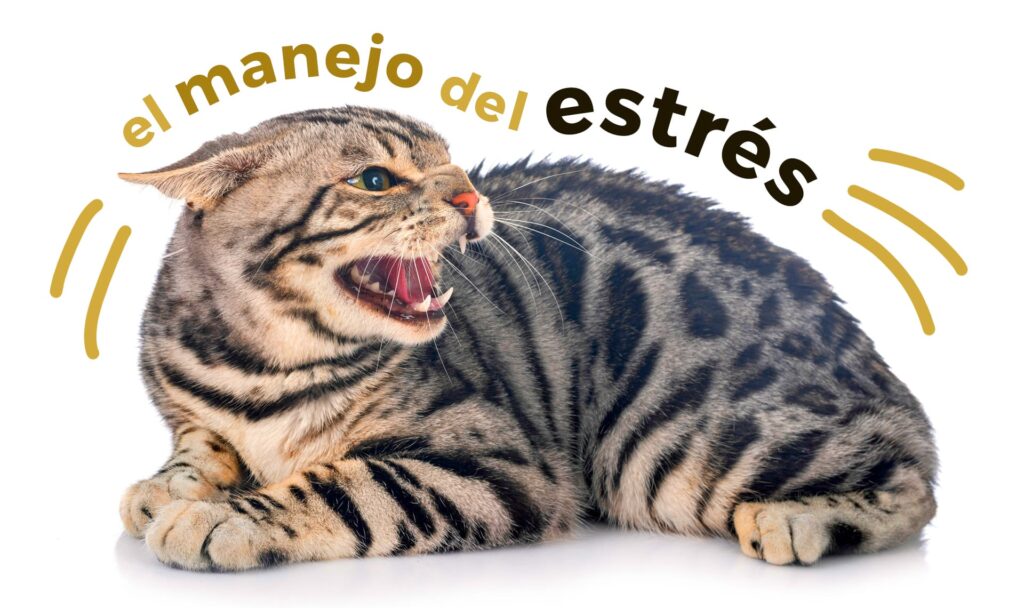 el impacto del contacto humano en la reduccion del estres felino