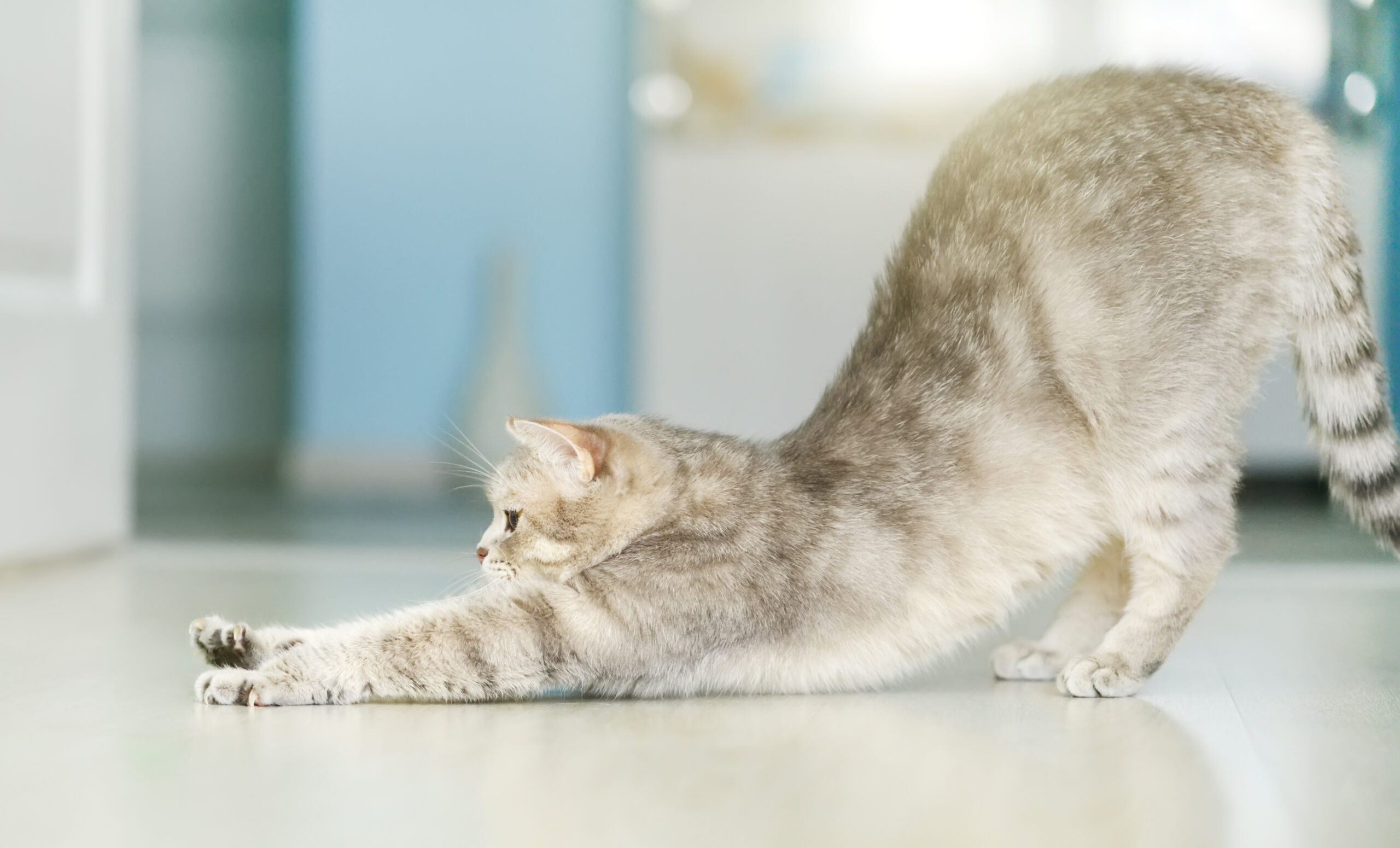 Gato 2 el impacto del ejercicio en la salud emocional de los gatos scaled