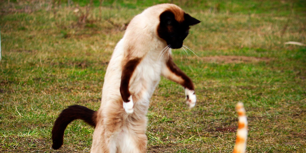 el impacto del entrenamiento positivo en gatos que viven en comunidad