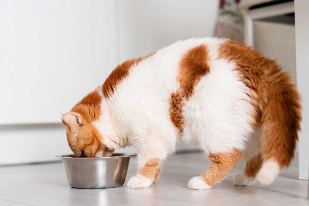 el papel de la alimentacion equilibrada en el bienestar de los gatos