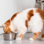 el papel de la alimentacion equilibrada en el bienestar de los gatos