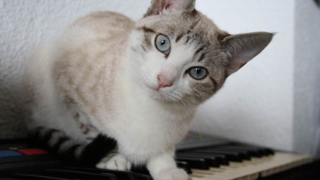 El Papel de la Música en la Reducción del Estrés Felino 18 el papel de la musica en la reduccion del estres felino