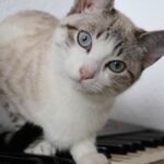 El Papel de la Música en la Reducción del Estrés Felino 5 el papel de la musica en la reduccion del estres felino
