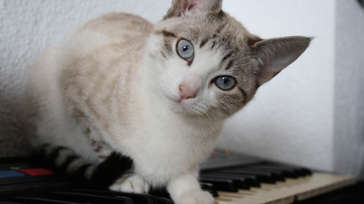 Gato 3 el papel de la musica en la reduccion del estres felino