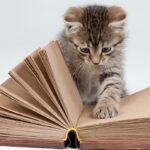 el papel de la paciencia en el exito del entrenamiento positivo para gatos
