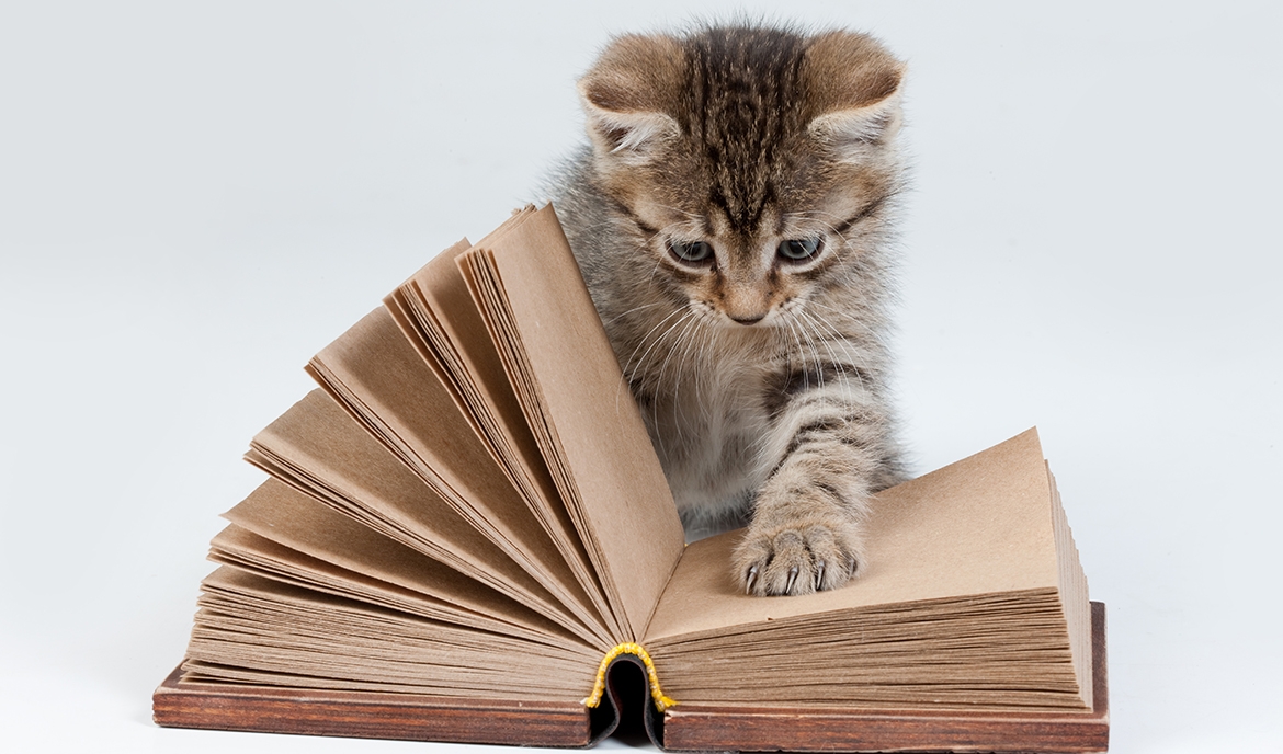 Gato 6 el papel de la paciencia en el exito del entrenamiento positivo para gatos