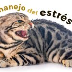 el papel de la seguridad en el hogar en la reduccion del estres felino