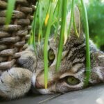 El Papel de las Plantas Seguras en la Relajación de Tu Gato 1 el papel de las plantas seguras en la relajacion de tu gato