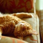 el papel de los descansos en el aprendizaje felino 1