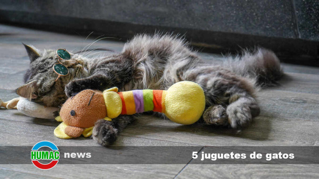 el papel de los juguetes en el entrenamiento positivo para felinos
