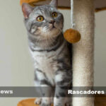 el papel de los rascadores en la reduccion de la ansiedad en gatos