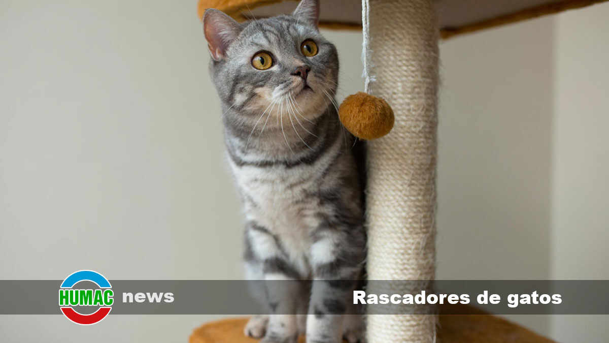 el papel de los rascadores en la reduccion de la ansiedad en gatos