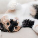 el papel del contacto visual en el aprendizaje del gato 1