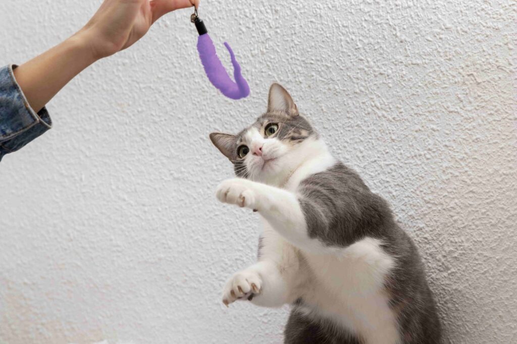 el papel del juego activo en la reduccion del estres felino