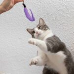 El Papel del Juego Activo en la Reducción del Estrés Felino 5 el papel del juego activo en la reduccion del estres felino