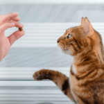 El Papel del Refuerzo Positivo en la Reducción de la Ansiedad Felina 5 el papel del refuerzo positivo en la reduccion de la ansiedad felina