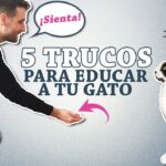el secreto para entrenar a tu gato en poco tiempo