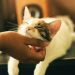 Entrenamiento básico para gatos recién adoptados 1 entrenamiento basico para gatos recien adoptados 1
