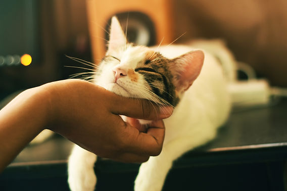 Gato 6 entrenamiento basico para gatos recien adoptados 1