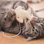 entrenamiento basico para gatos trucos simples y efectivos 1