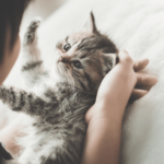 entrenamiento para ayudar a tu gato a adaptarse a nuevas mascotas
