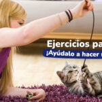 Entrenamiento para Gatos: Cómo Crear una Rutina de Refuerzo Positivo 6 entrenamiento para gatos como crear una rutina de refuerzo positivo