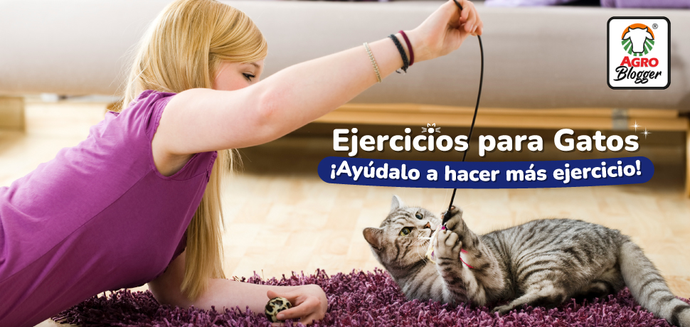 entrenamiento para gatos como crear una rutina de refuerzo positivo