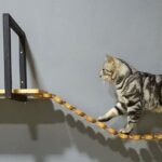 entrenamiento para gatos que estan en casas con varias salidas abiertas 2