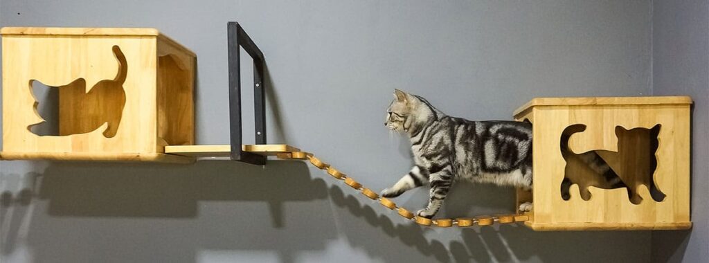entrenamiento para gatos que estan en casas con varias salidas abiertas 3