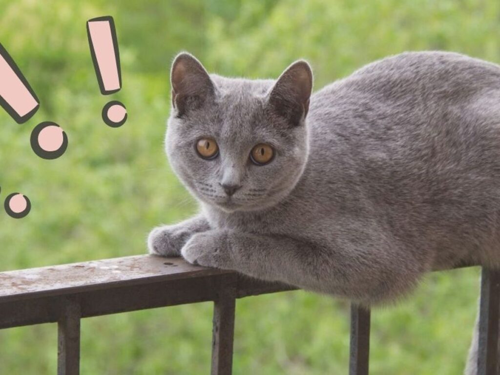 entrenamiento para gatos que muestran miedo en balcones 1