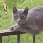 entrenamiento para gatos que muestran miedo en balcones 1
